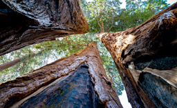 Low-angle view looking up at three massive sequoia trees reaching towards the sky.