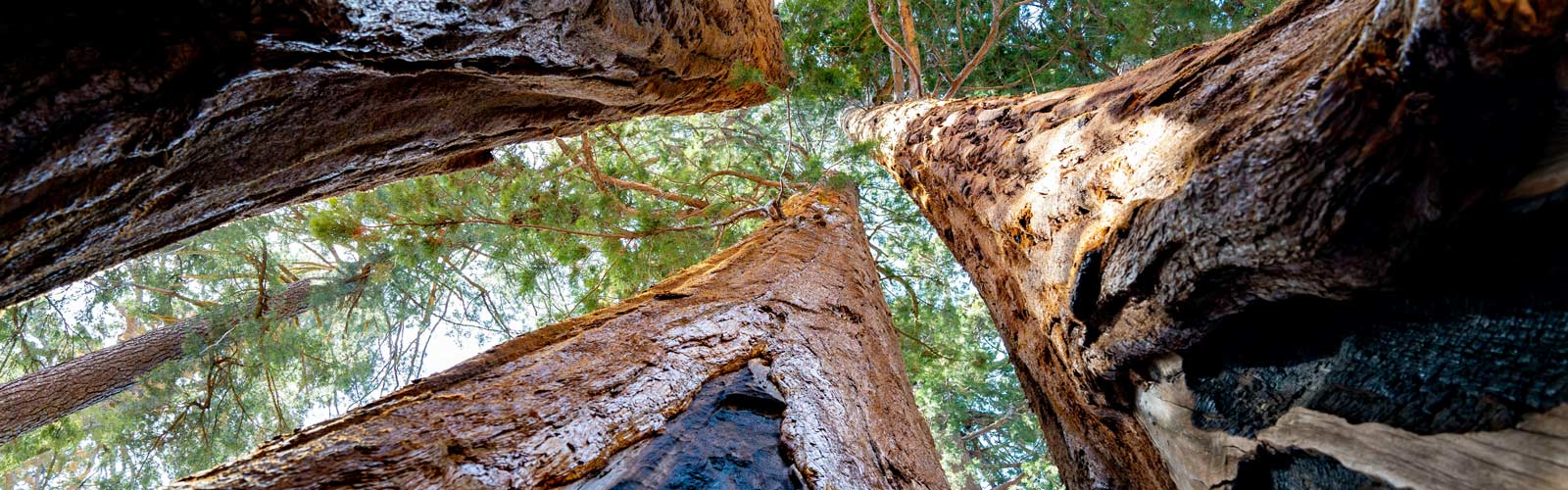 Low-angle view looking up at three massive sequoia trees reaching towards the sky.